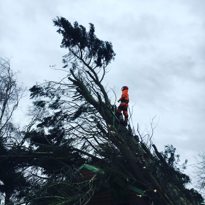Removing Tree from garage