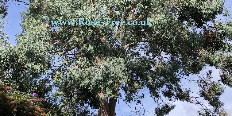 Arborist with tree A Tree Surgeon About to fell a Tree