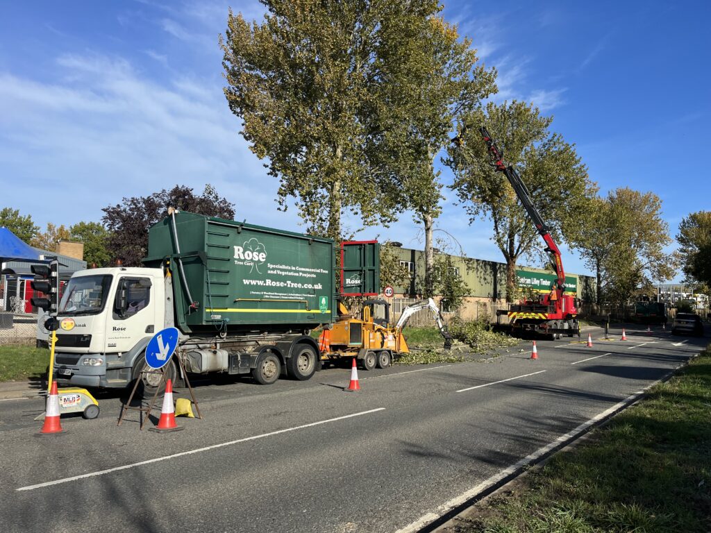 tree removal wellingborough