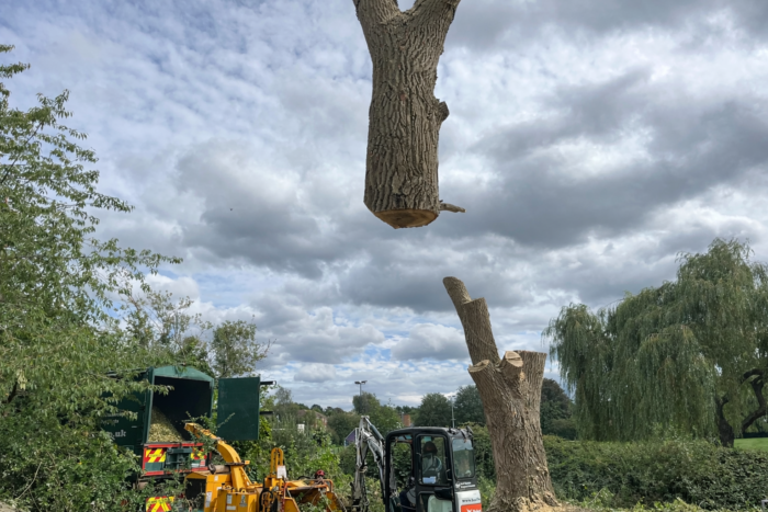 Tree removal in a peaceful garden