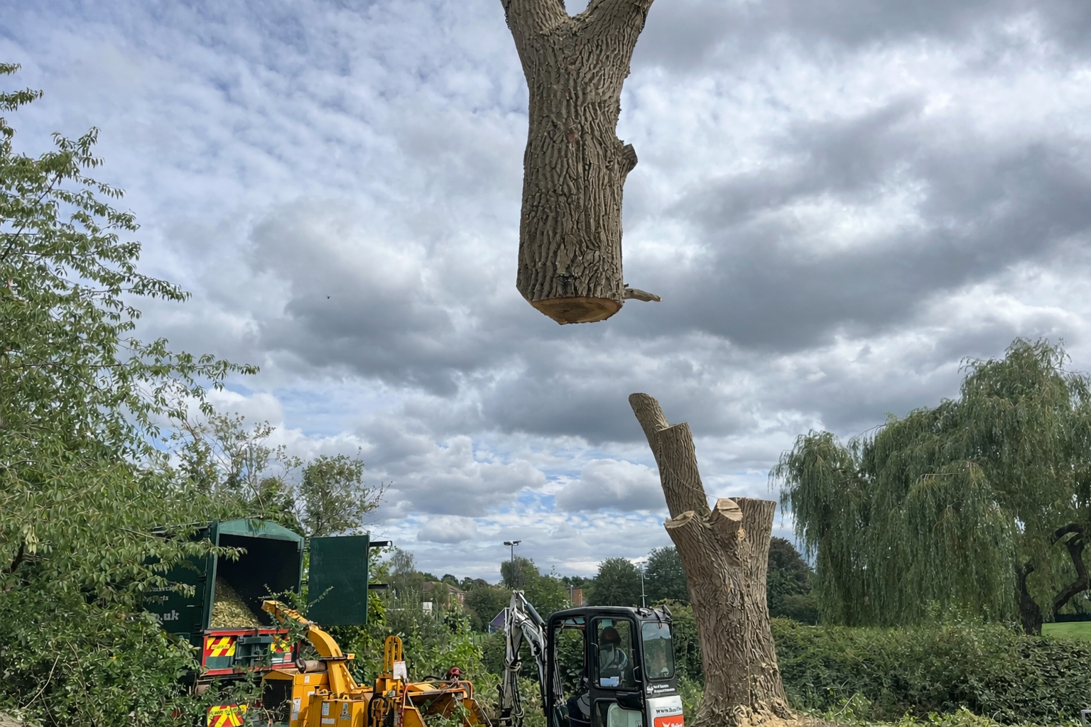 Tree removal in a peaceful garden