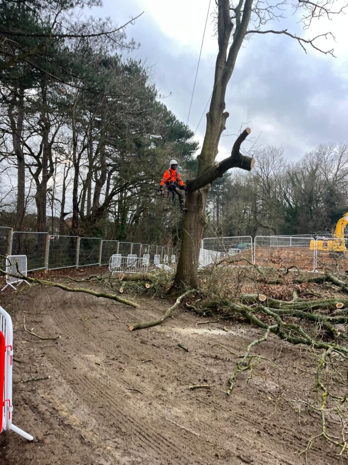 Tree Removal Coventry Tree Removal Coventry